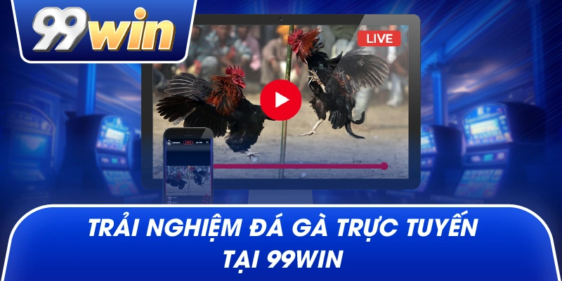 Trải nghiệm đá gà trực tuyến tại 99win